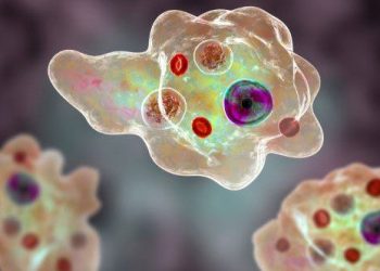 10 Appalling Protozoans You Don’t Want to Encounter