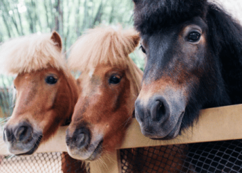 10 Strangest Political Campaign Promises Made by Candidates