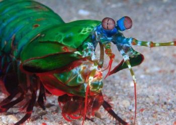 10 Creatures with Real Superpowers That Put Marvel to Shame