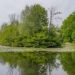 10 Times Ponds Were Surprisingly Strange