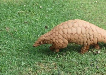 10 Animals That Are in a Class All Their Own