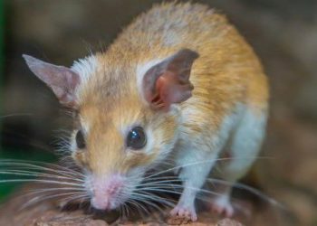 10 Bizarre Facts about Mice (Tthat Aren’t Cheesy)