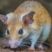 10 Bizarre Facts about Mice (Tthat Aren’t Cheesy)