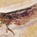 10 Intriguing Ancient Insect Fossils