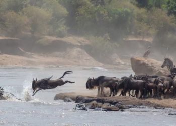 10 Extraordinary Animal Migration Journeys