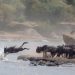 10 Extraordinary Animal Migration Journeys