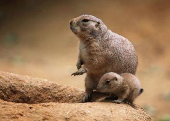 10 Surreal Cities Inhabited by Animals