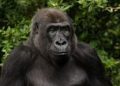 10 Weird and Wonderful New Discoveries from the Animal Kingdom
