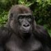 10 Weird and Wonderful New Discoveries from the Animal Kingdom