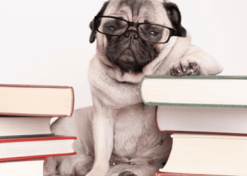 Top 10 Most Intelligent Animal Species on Earth