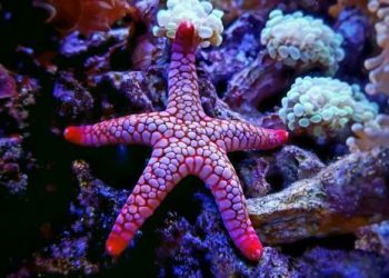 10 Un-Be-Reef-Able Medical Breakthroughs Found in the Ocean